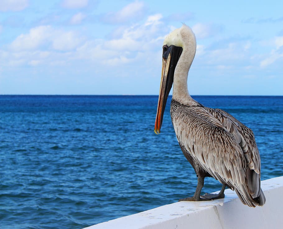 animal, beach, beak, bird, lake, large, nature, ocean, outdoors HD wallpaper