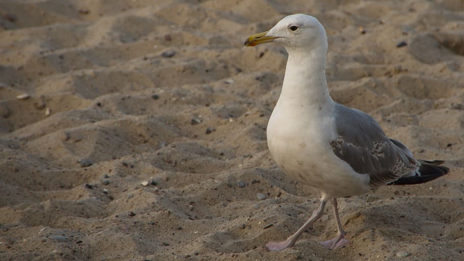 Seagull, Beach, Bird, Coast, animal, bill, sand beach, animal themes HD wallpaper