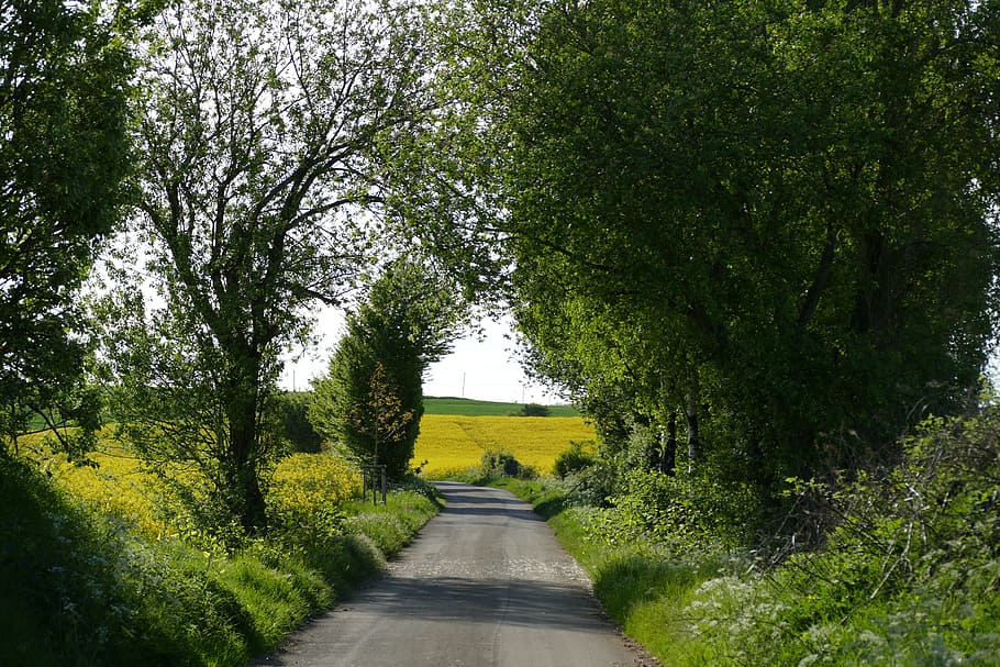 Nature, Love, It, tree, the way forward, road, day, outdoors HD wallpaper