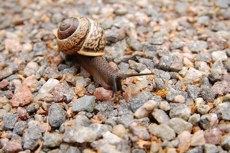 brown snail on gray pebbles during daytime, stones, mollusc, conch, HD wallpaper