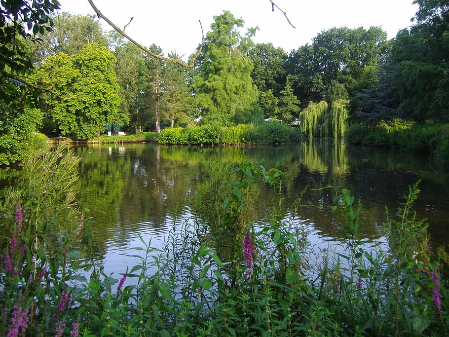 nature, pond, water reflection, tree, outdoors, lake, forest HD wallpaper