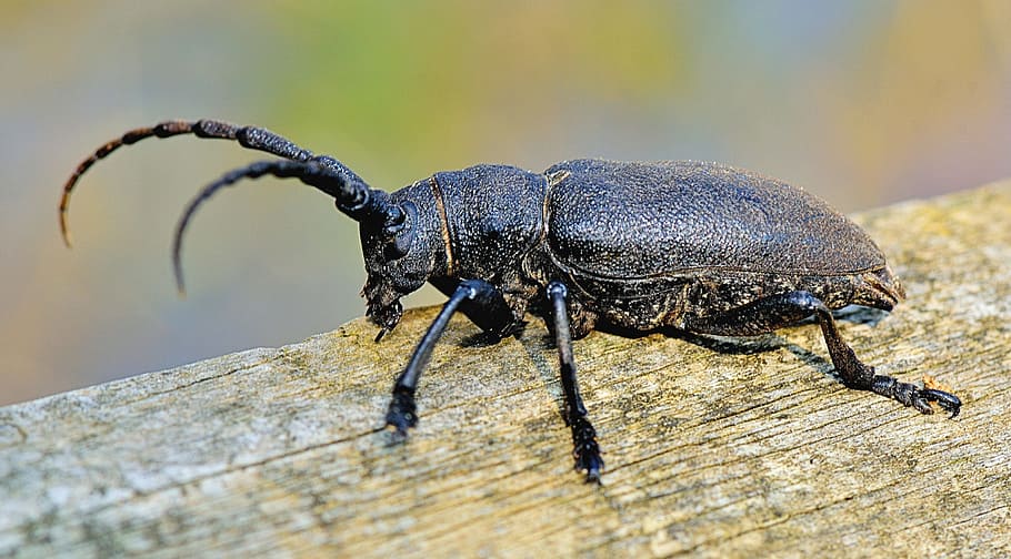 Nature, Insect, Animals, Macro, Garden, brown, forest, bug HD wallpaper