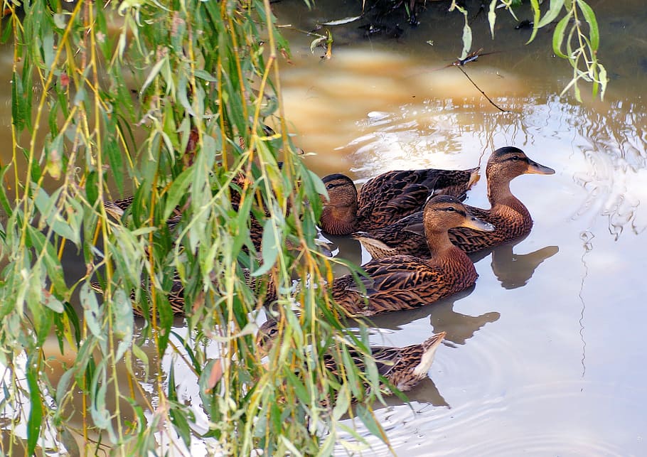 ducks, water, wild bird, feather, reflection, wildlife photography HD wallpaper