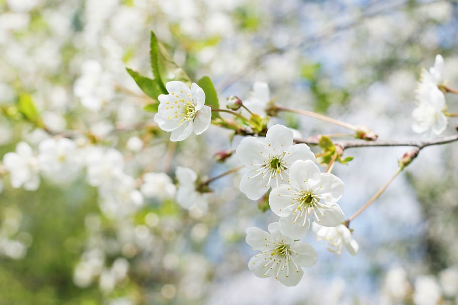 white flowers with green leaves, spring, tree, sunny, nature HD wallpaper