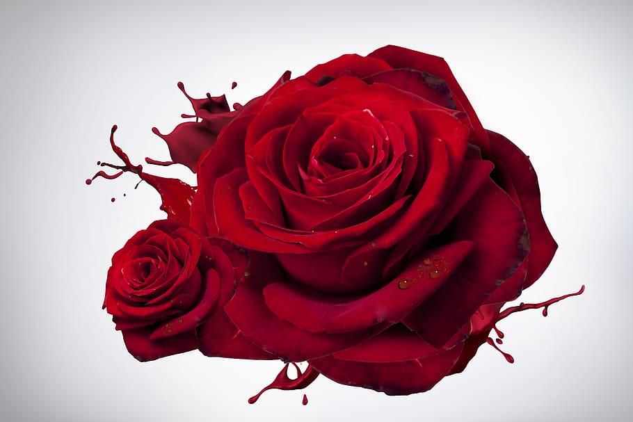 red rose flower in close up photography, flowers, spring, plant HD wallpaper