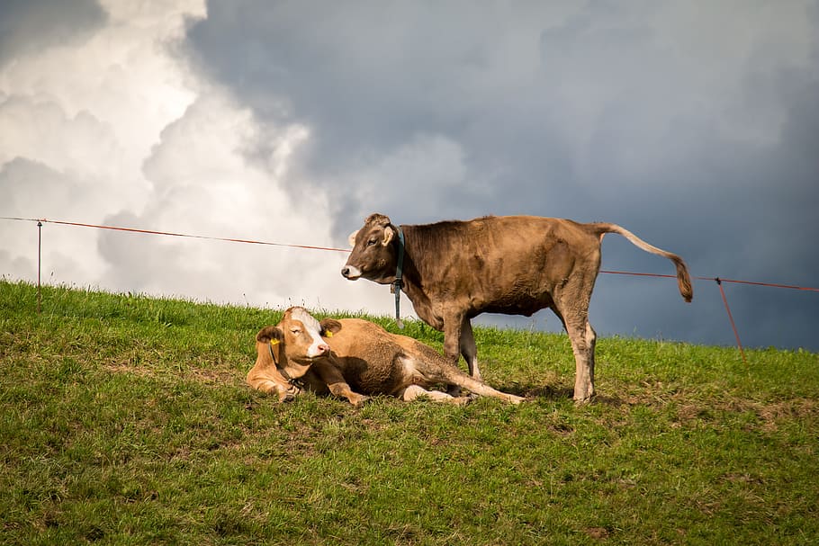 cows, clouds, pasture, sky, cumulus clouds, graze, rest, alm HD wallpaper