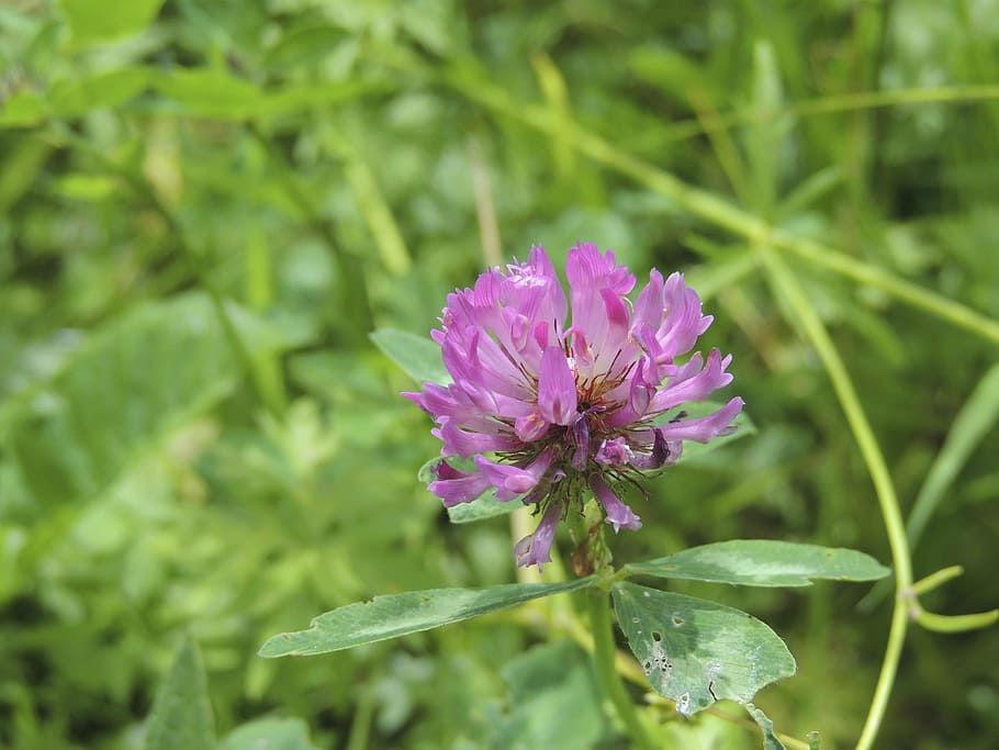 klee, violet, flower, blossom, bloom, purple, green, meadow HD wallpaper