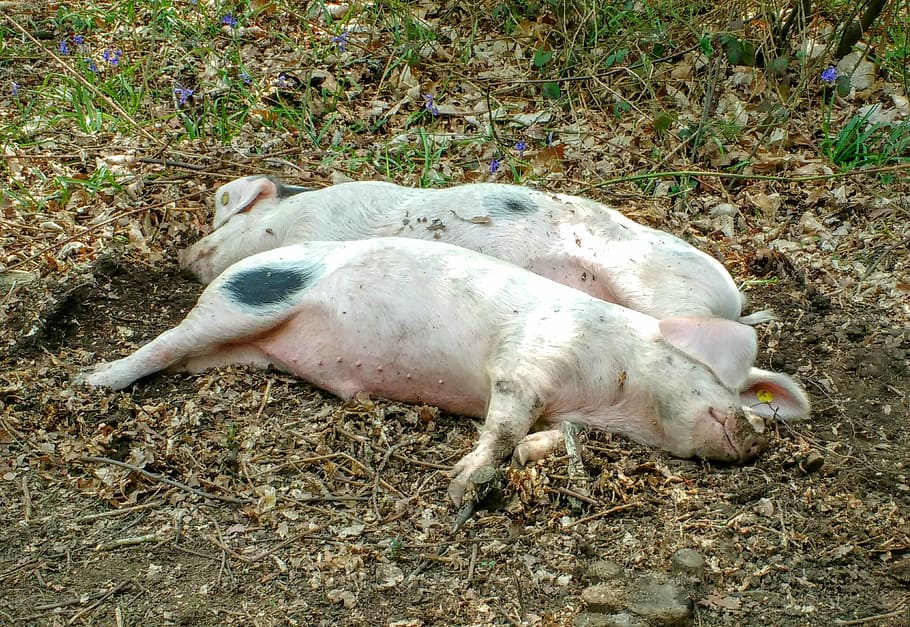 pigs, two, pair, sleep, sleepy, pink, farm, asleep, animal HD wallpaper