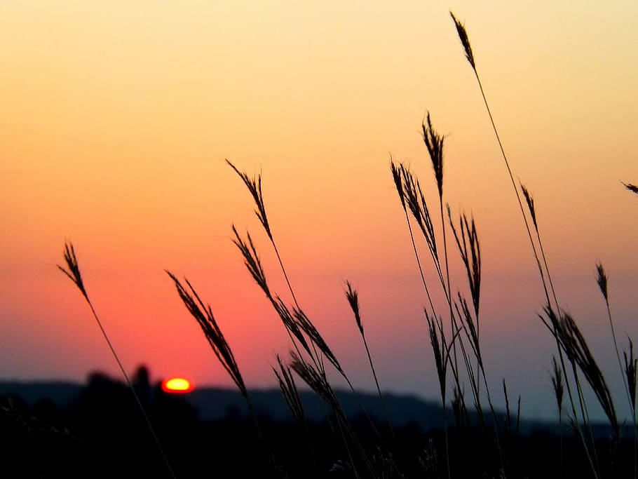 east, sun, grass, red, sky, landscape, sunset, beauty in nature HD wallpaper