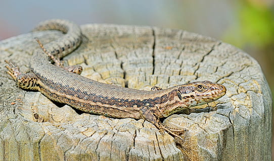 nature, lizard, grass, reptile, animals, fauna, reptiles, eye HD wallpaper