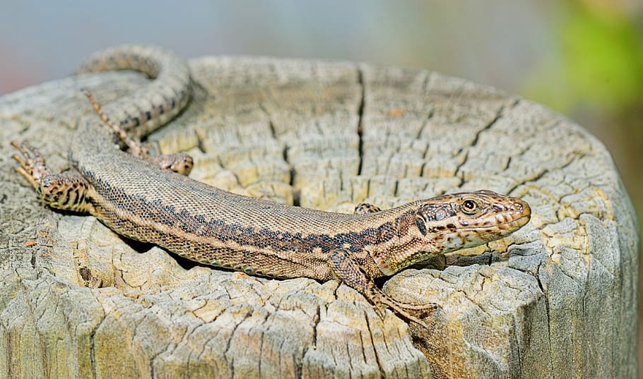 nature, lizard, grass, reptile, animals, fauna, reptiles, eye HD wallpaper
