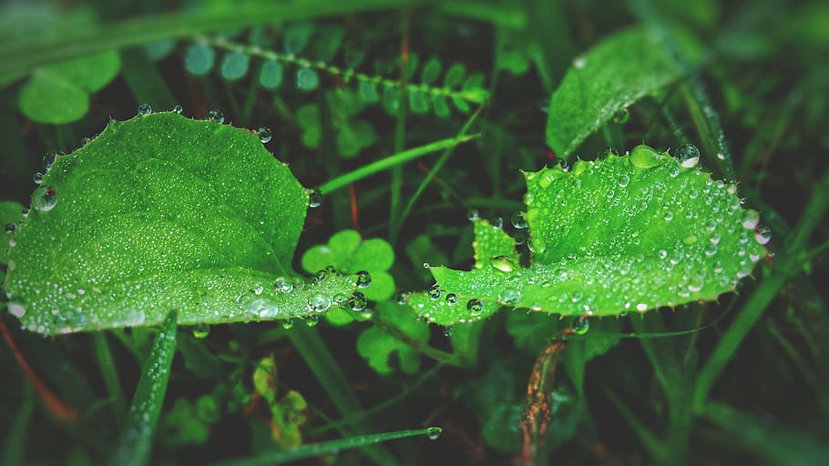 green leaf, dew drops, green color, plant, growth, plant part HD wallpaper
