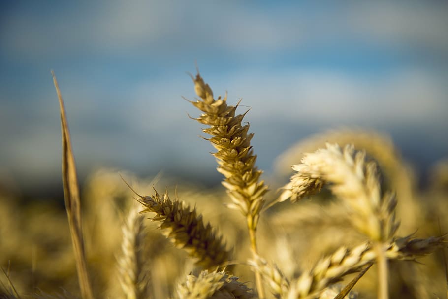 wheat, gold yellow, beautiful, plant, growth, close-up, agriculture HD wallpaper