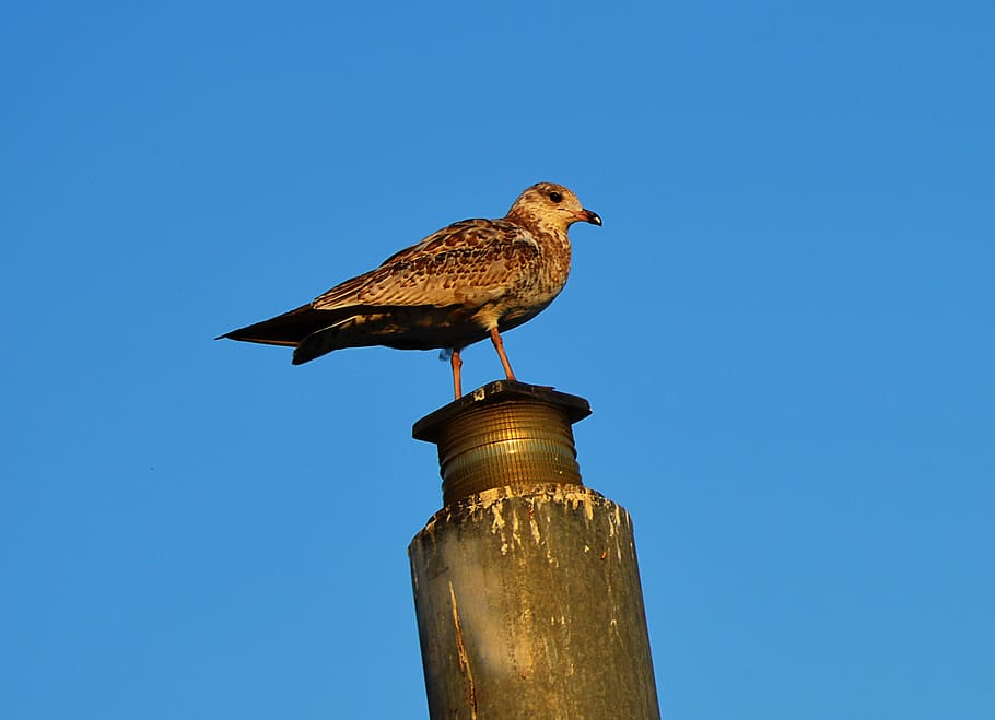 seagull, port, animal themes, bird, one animal, animal wildlife HD wallpaper