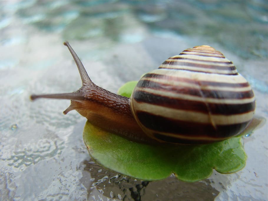 snail, nature, shell, gastropod, mollusk, animal wildlife, animal themes HD wallpaper