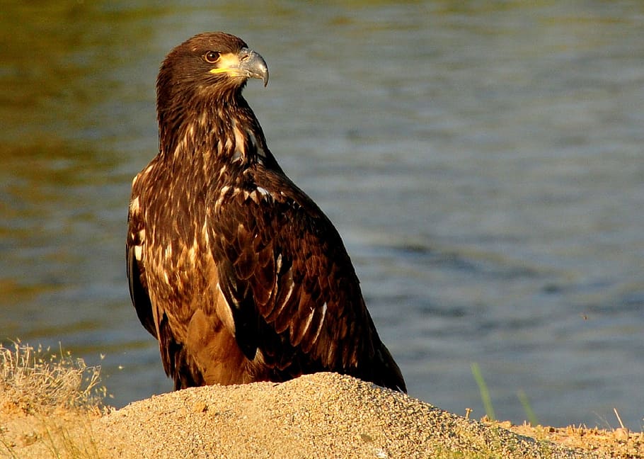 bald eagle, juvenile, young, looking, ground, standing, predator HD wallpaper