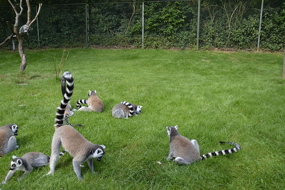 monkey, lemur, animals, cute, watch, wild animal, cheeky, animal world HD wallpaper