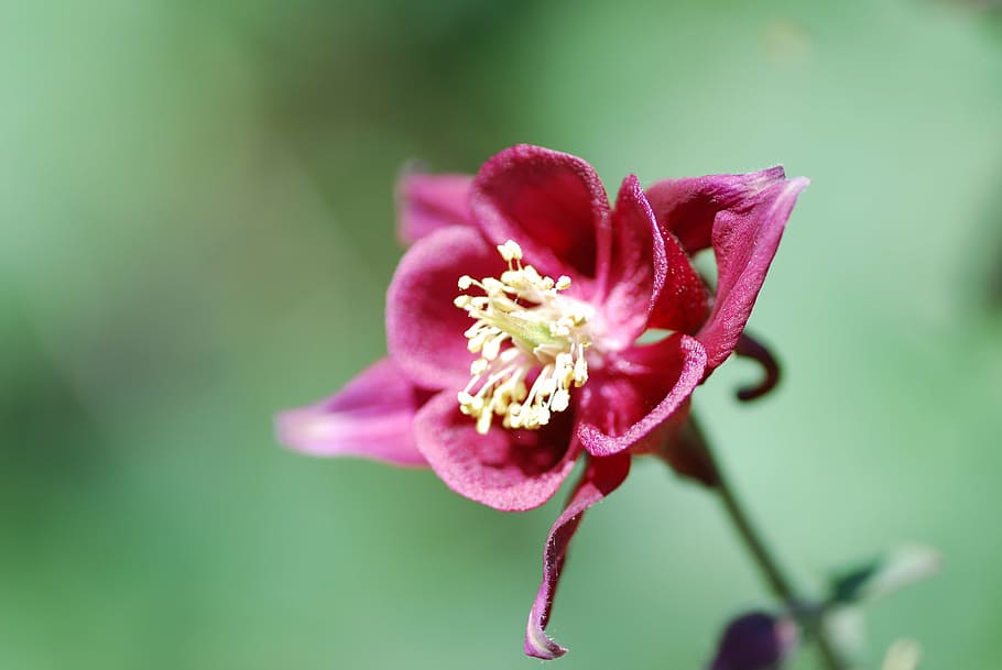 akelei, spring, flower, nature, garden, plant, petal, close-up HD wallpaper