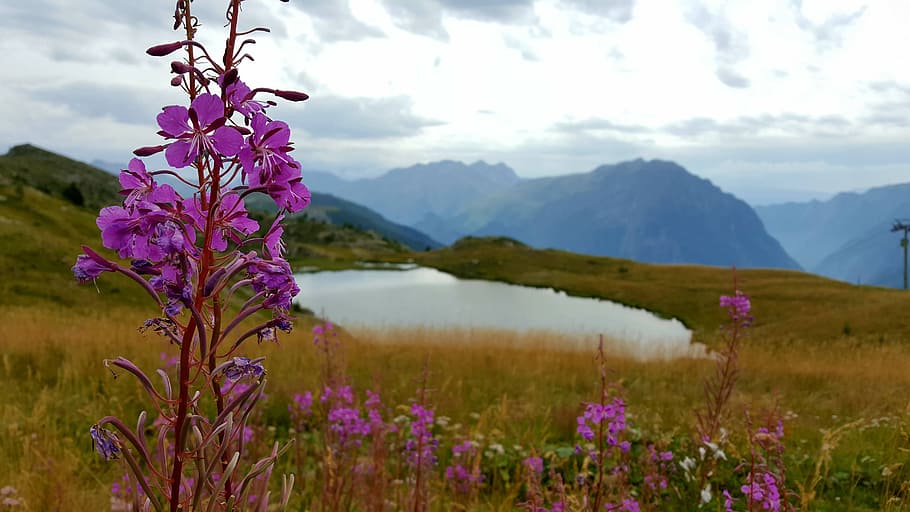 mountain, flower, lake, flowering plant, beauty in nature, sky HD wallpaper