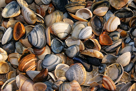 seashell shells, beach, sand, nature, shellfish, colors, animal shell HD wallpaper