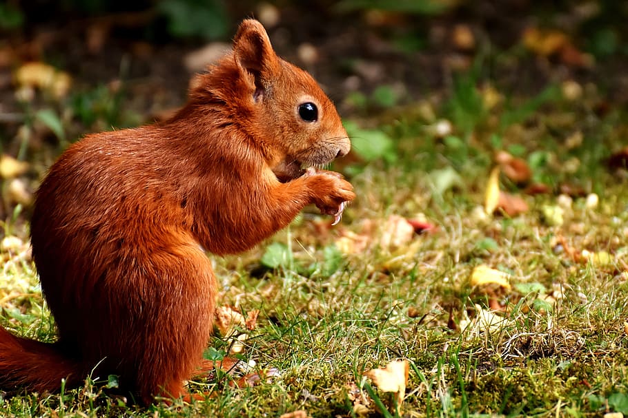chipmunks eating nuts in macro photography, squirrel, cute HD wallpaper