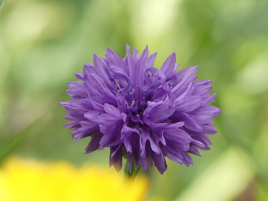 cornflower, blue, blossom, bloom, summer flower, field flower HD wallpaper