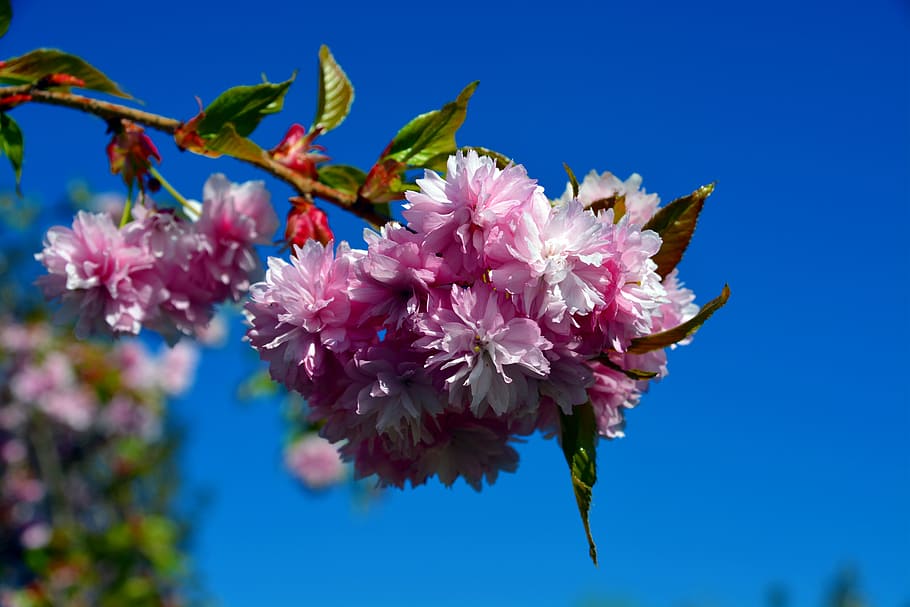 cherry, tree, blossom, bloom, nature, summer, floral, petal HD wallpaper