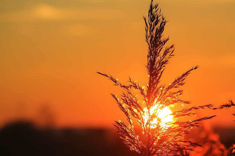 shallow focus photography of plant during sunset, sky, afterglow HD wallpaper