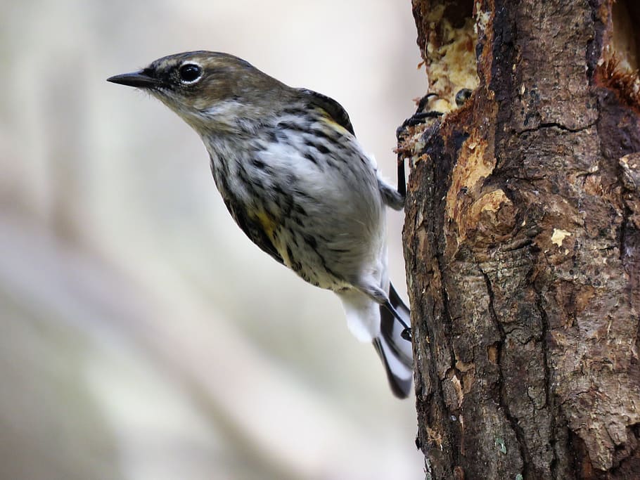 wildlife, bird, nature, tree, outdoors, animals in the wild HD wallpaper
