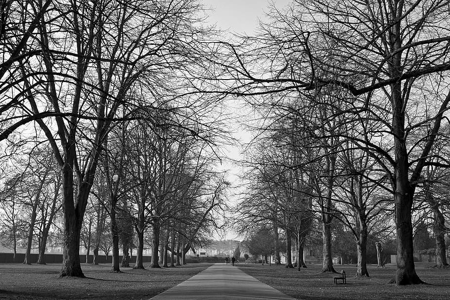 parks, trees, black and white, paths, pathways, roads, woods HD wallpaper