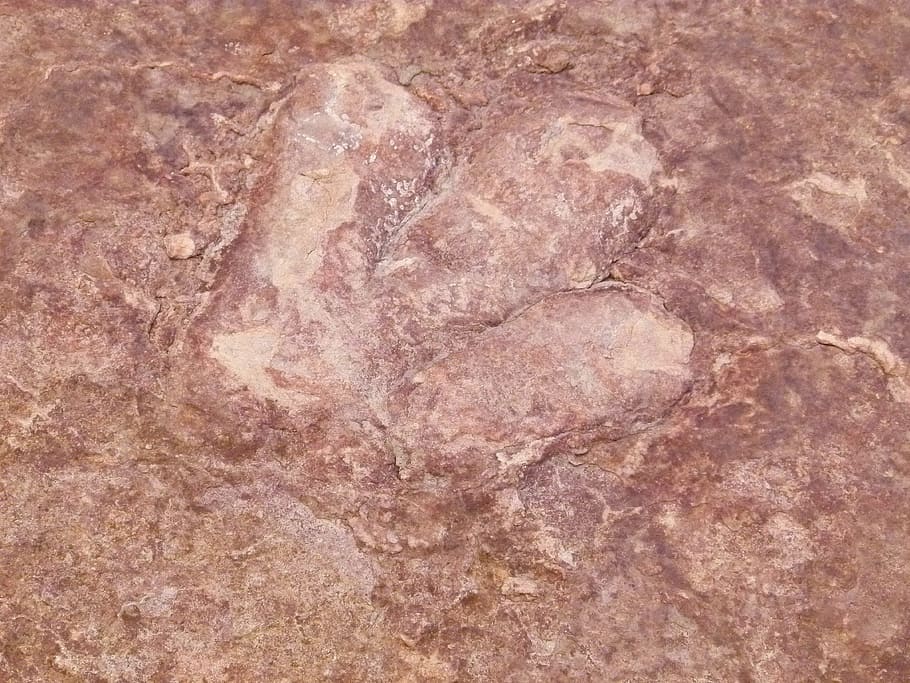 dinosaur, track, red, rock, history, huge, animal, full frame HD wallpaper