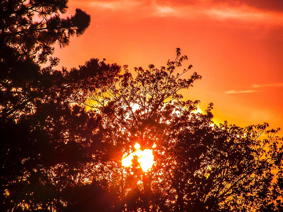 tree, bush, landscape, nature, sunset, sky, clouds, orange HD wallpaper