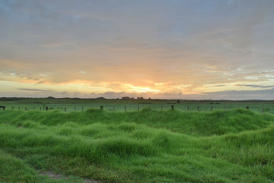 morgenstimmung, grass, nature, sky, scenics - nature, sunset HD wallpaper