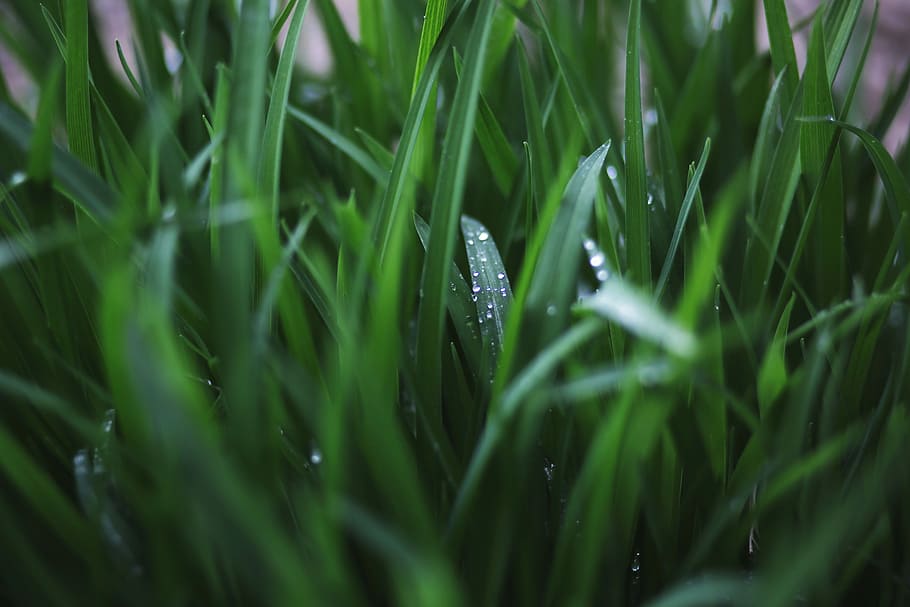 close-up photograph of leaves, green grass, rain, water, water droplet HD wallpaper
