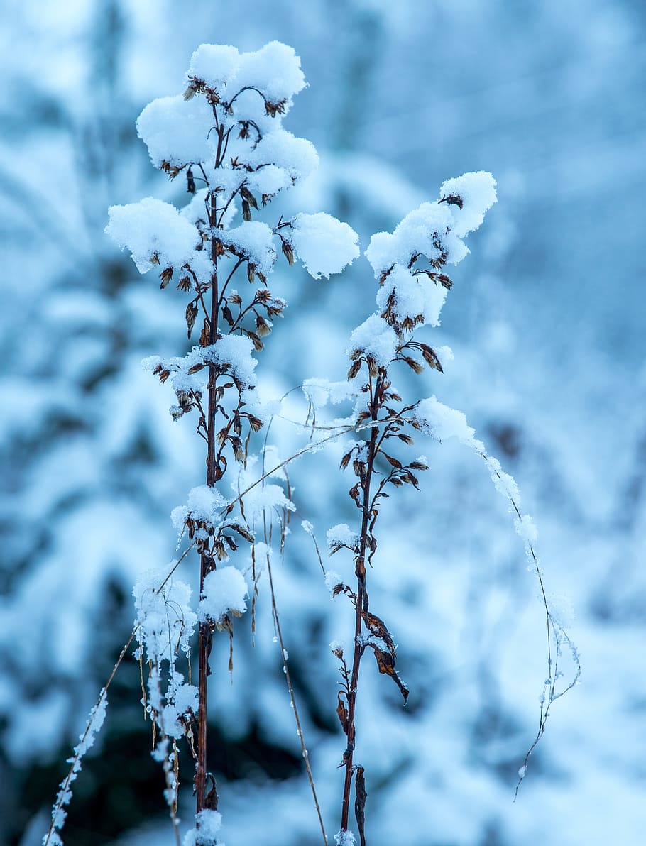 flowers covered by snow, winter, snow caps, forest, cold temperature HD wallpaper