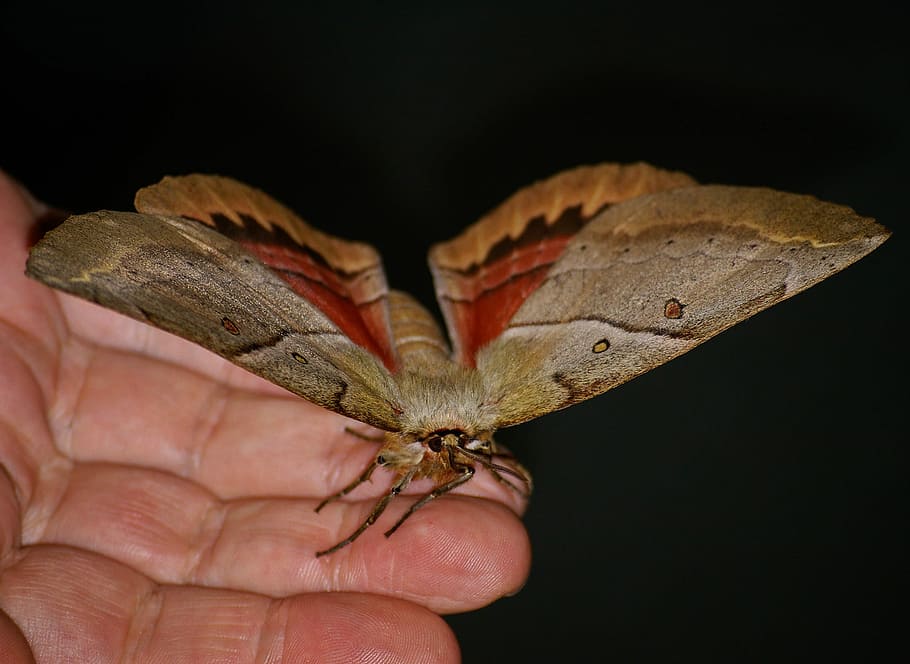 Moth, Insect, Brown, Wing, Hand, large, night, queensland, australia HD wallpaper