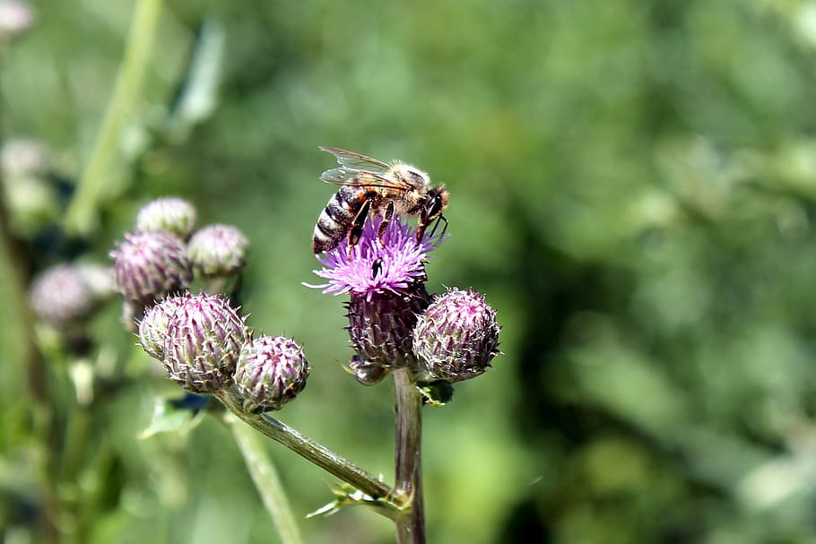 thistle, flowers, bee, insect, wild flower, flowering plant HD wallpaper