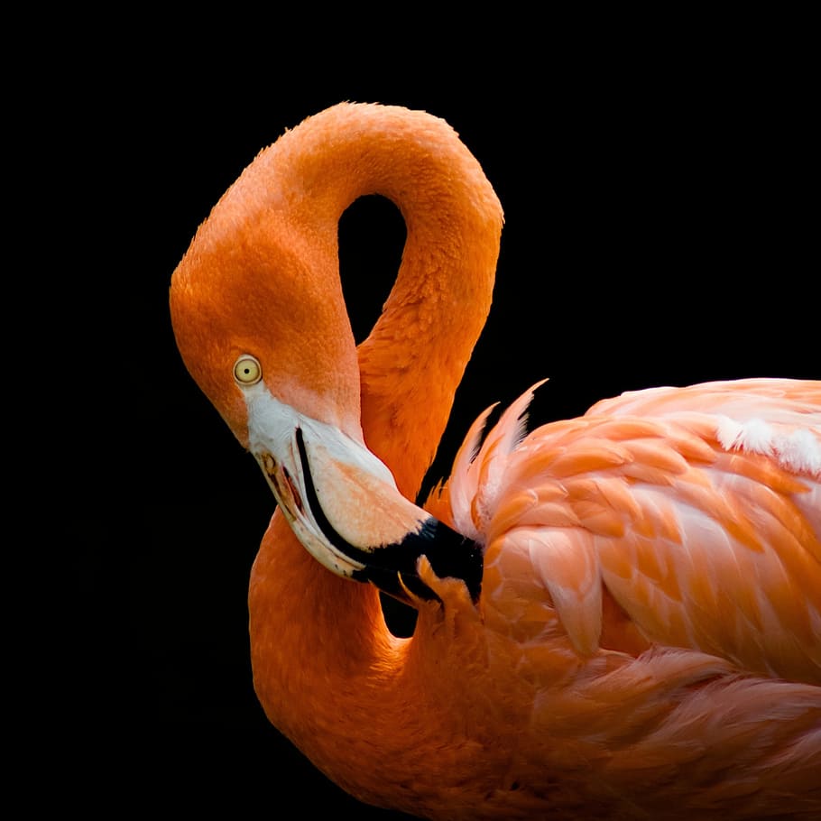 close up photography of pink flamingo, bird, exotic, tropical HD wallpaper