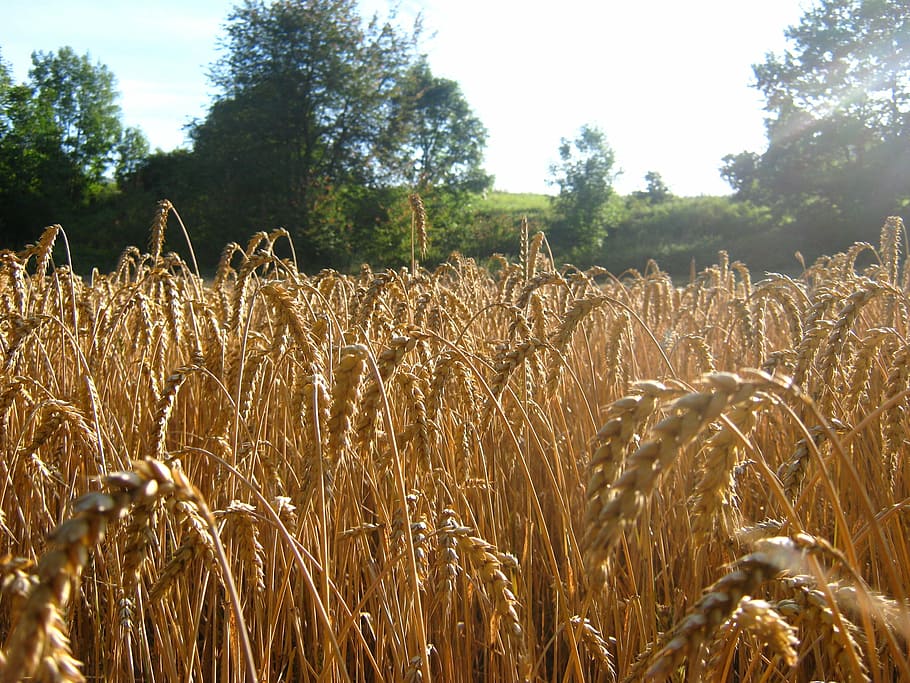 wheat, nature, field, summer, agriculture, wheat field, plant HD wallpaper