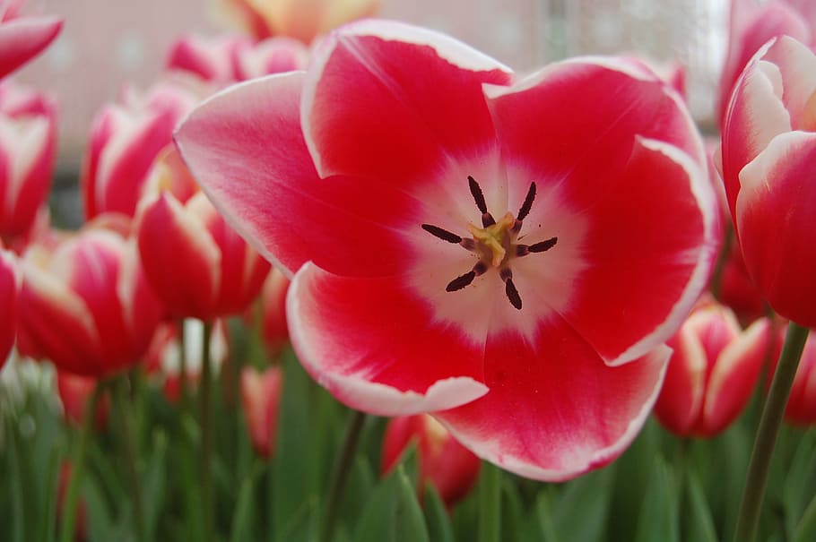 Tulip, Pink, Garden, Spring, flower, plant, nature, red, petal HD wallpaper