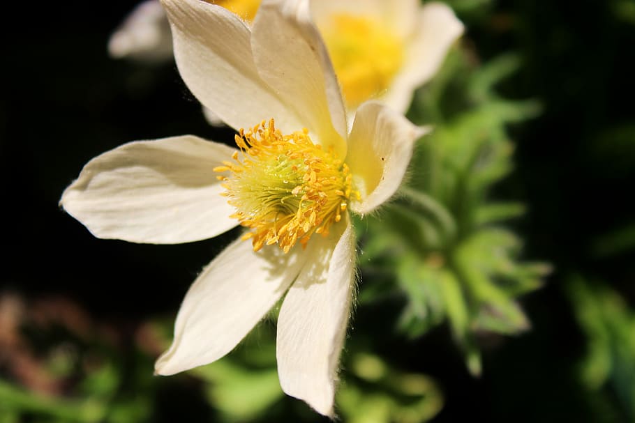anemone, anemones, macro, flower, daisy, flower forest, flowers of the forest HD wallpaper
