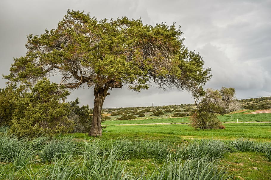 green tree under dark sky, meadow, landscape, nature, field HD wallpaper