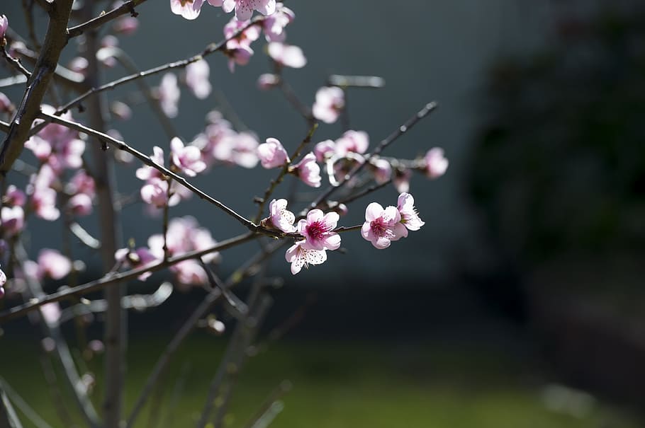 pink, cherry blossom, spring, tree, flower, branch, bloom, japanese HD wallpaper