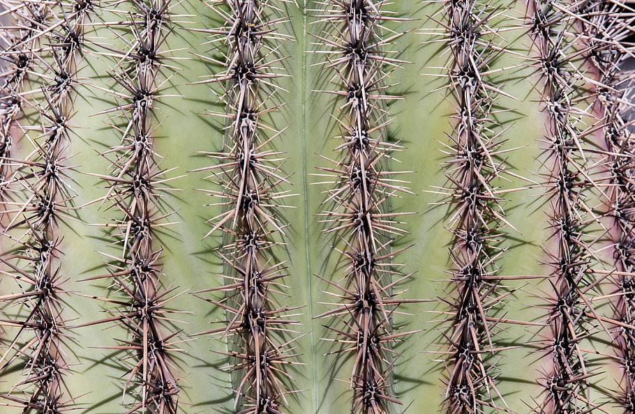 cactus, spine, sharp, prickly, desert, full frame, thorn, backgrounds HD wallpaper