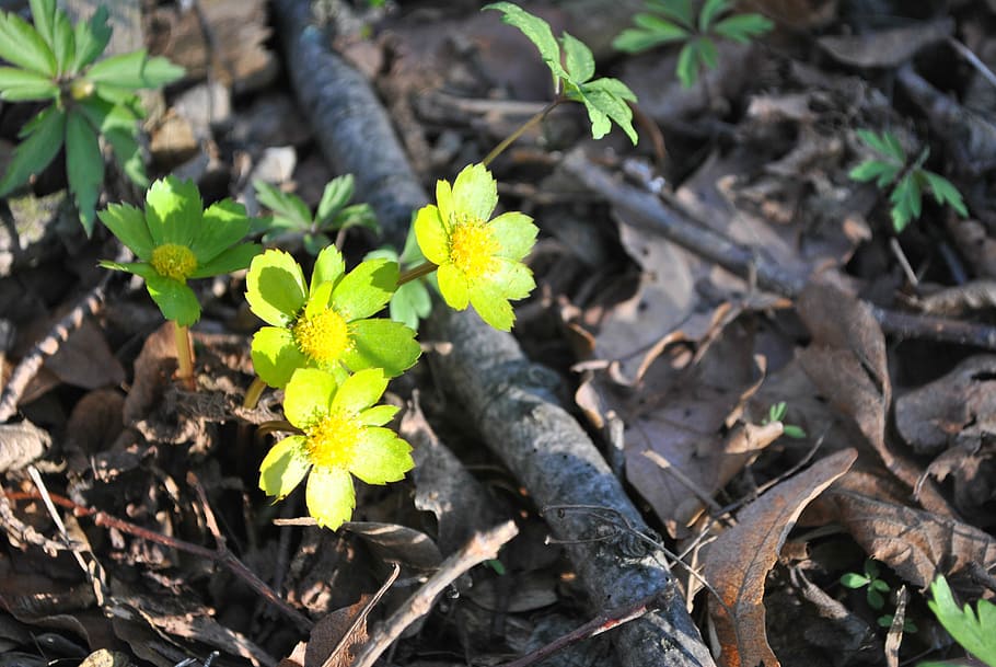 Spring, Yellow, Flower, flowers, signs of spring, forest, agriculture HD wallpaper