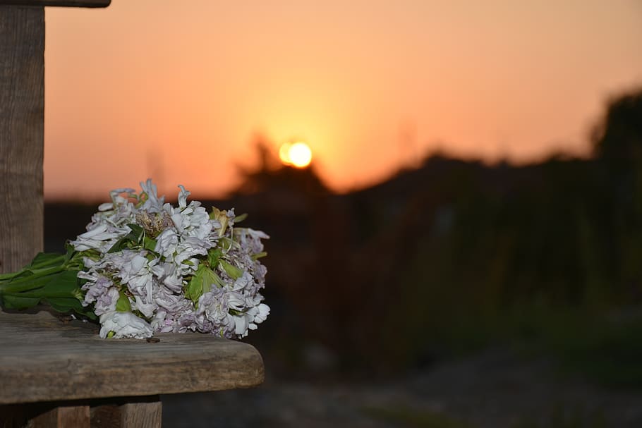 gun sunset, beverage, solar, plant, beauty in nature, flower HD wallpaper