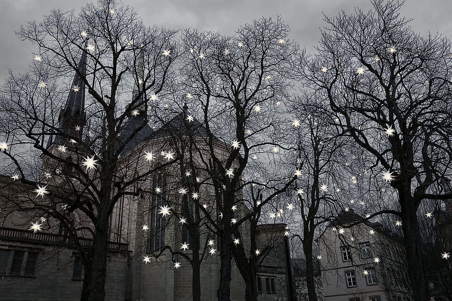 tree, winter, landscape, park, star, light, lights, christmas HD wallpaper