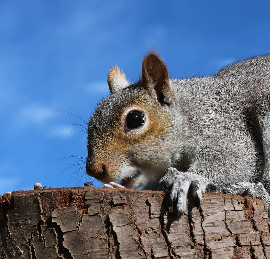 squirrel, grey squirrel, feeding, animal, gray, tree, brown HD wallpaper