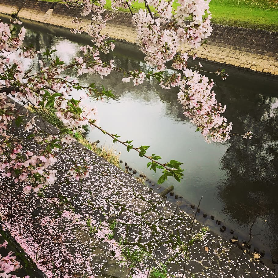 pink, cherryblossom, sakura, flower, kumamoto, castle, spring, HD wallpaper