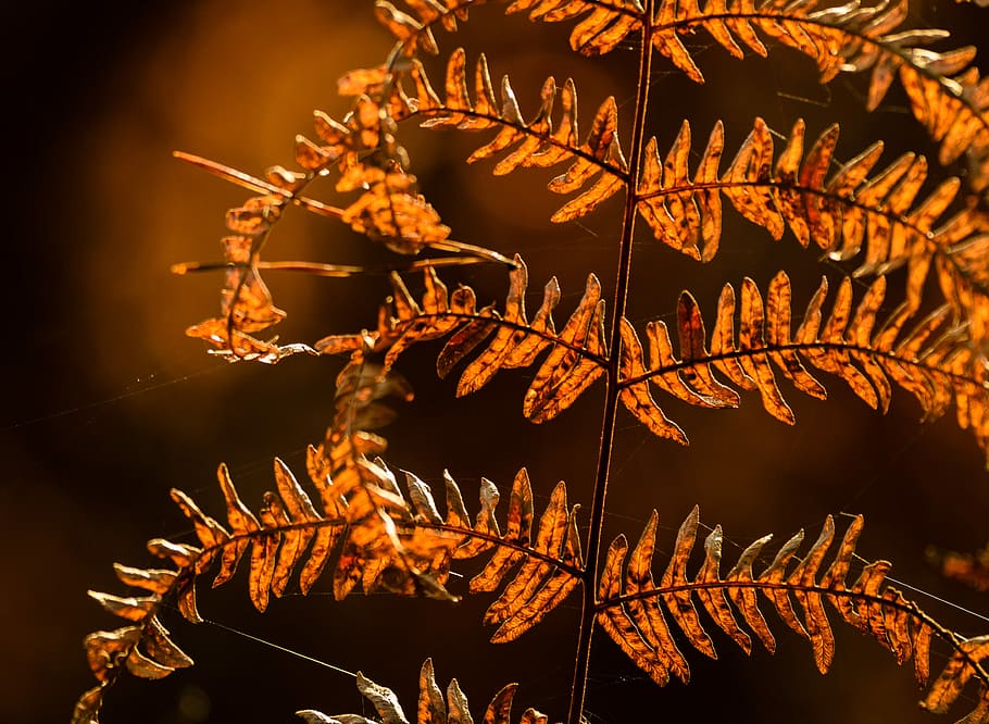 orange leafed plant, forest, sun, brown, farn, herbst, höst HD wallpaper